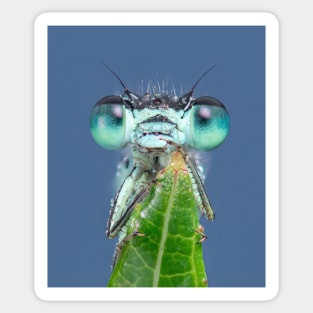 Blue-tailed Damselfly Sticker